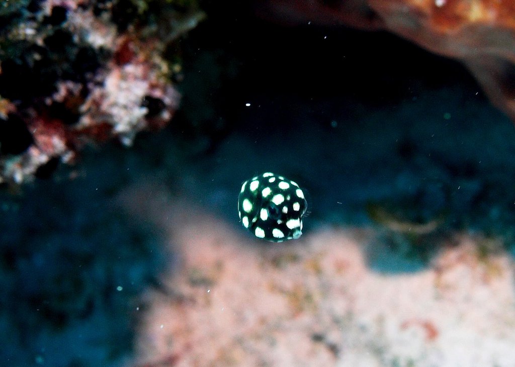 27隻世界上最可愛的海洋生物，尤其是#12讓人超想摸的！