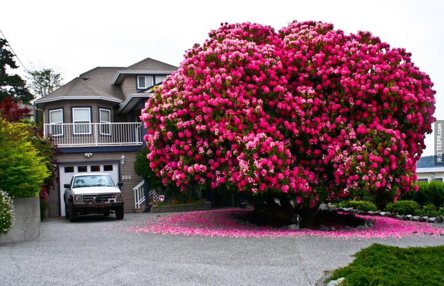 加拿大125+ 歲的古杜鵑“樹”