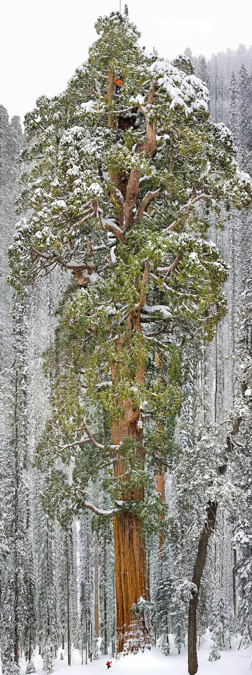 總統樹 － 全世界第三大的紅杉樹 (美國加州)