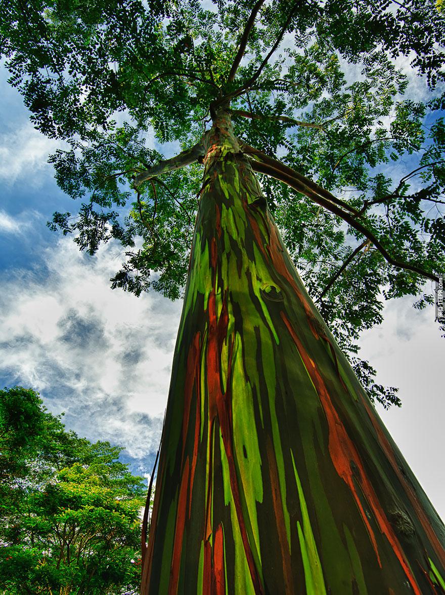 夏威夷考艾島上的彩虹桉樹