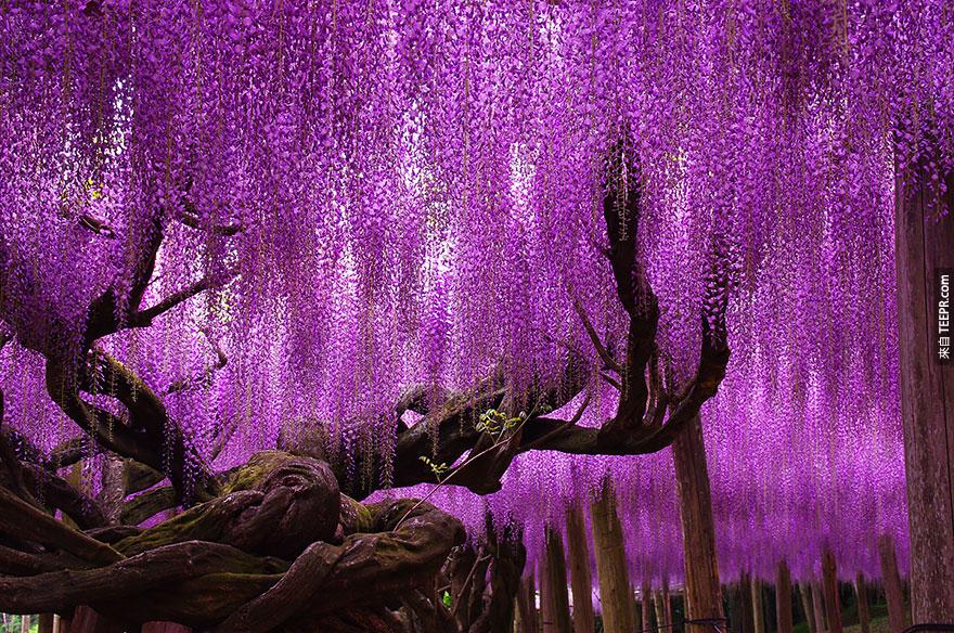 日本144 歲的樹紫藤