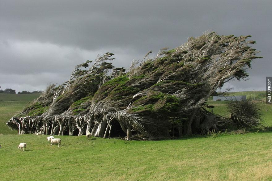紐西蘭的風吹樹