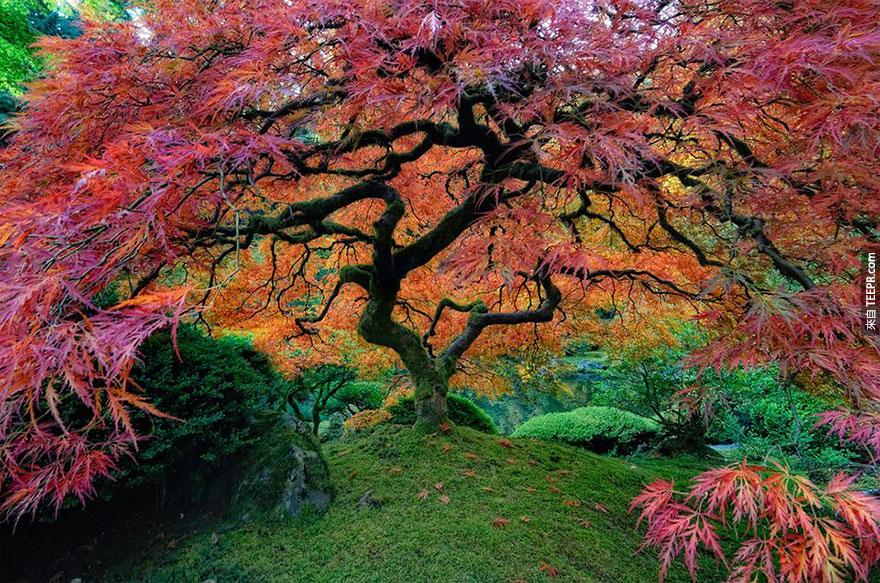 美國俄勒岡州波特蘭市的美麗日本楓樹
