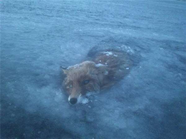 急凍悲劇！男子在結冰的湖面上溜冰，卻見到一幕幕驚悚的「湖下」畫面…