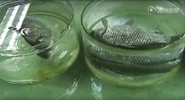 注意！菜市場的死魚只要在水裡加入「這種東西」1秒就變活魚，小心買到！