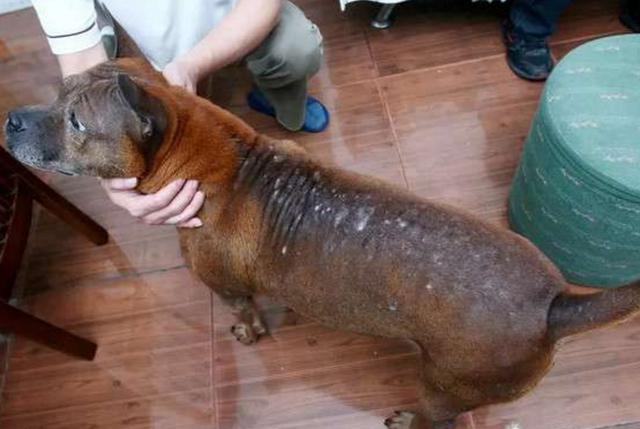 這隻狗為了吃一片肉寧願被人用菸頭燙得渾身瘡疤，太偉大了！