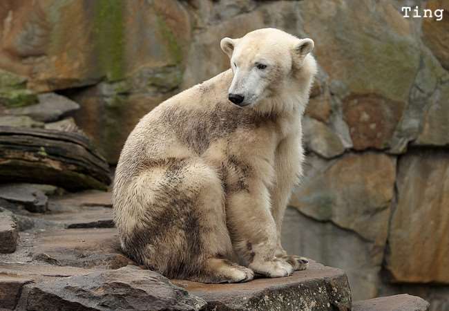 １５種真實存在於世界上的「混血動物」！沒想到它跟「北極熊」混血後竟然會變成...太驚人了！