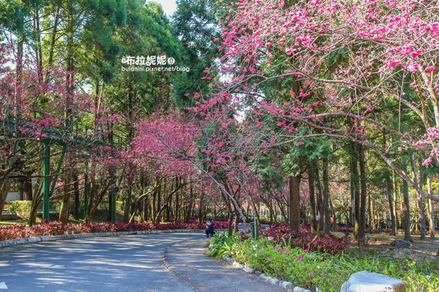 【南投二日遊】每年都被擠爆啦！2016九族櫻花祭+埔里景點二日遊 分享