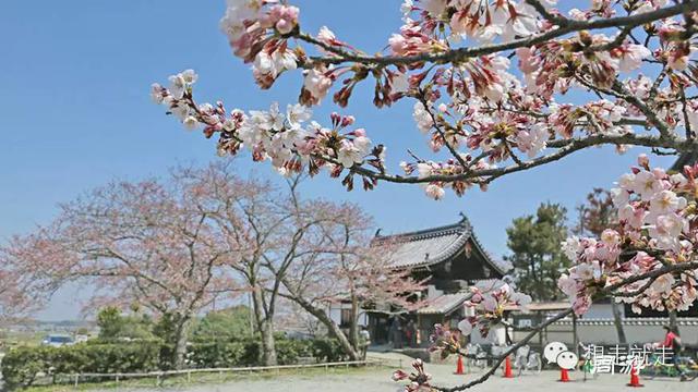 待到櫻花爛漫時，約上三五好友去日本吧！