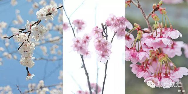 待到櫻花爛漫時，約上三五好友去日本吧！