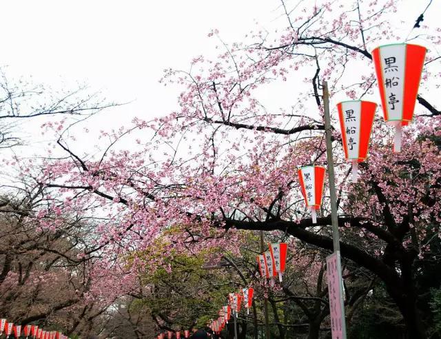 2016年櫻花開放時間表新鮮出爐啦！