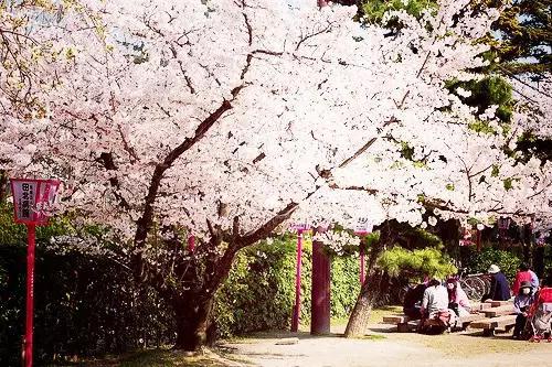 2016年櫻花開放時間表新鮮出爐啦！