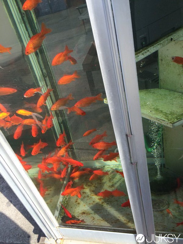 日本路邊出現驚人的「金魚電話亭」 絕對要抑制自己想打開門的沖動...