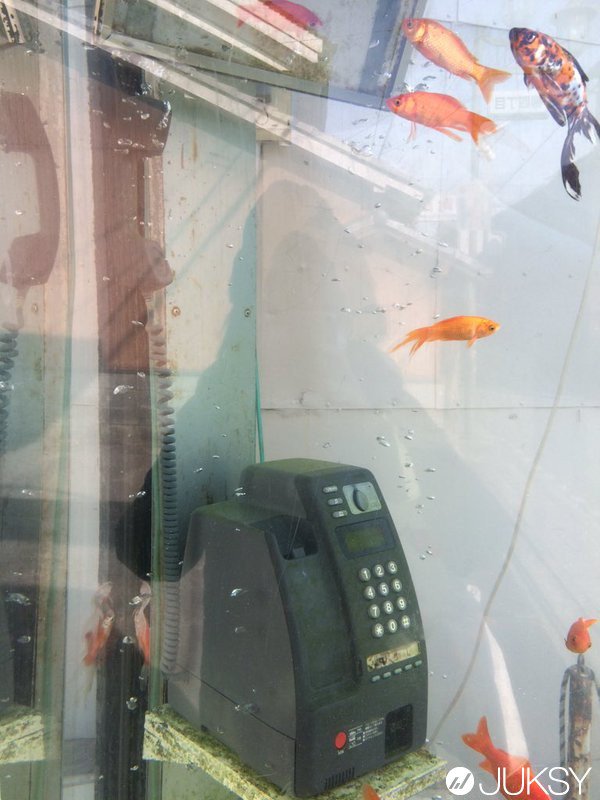 日本路邊出現驚人的「金魚電話亭」 絕對要抑制自己想打開門的沖動...