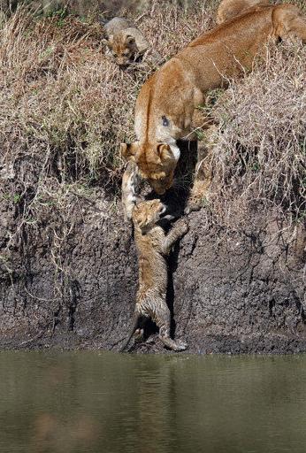 為躲避牛群，母獅帶著兩隻小獅子過河，小獅子無力上岸，母獅接下來所做的事令人動容！