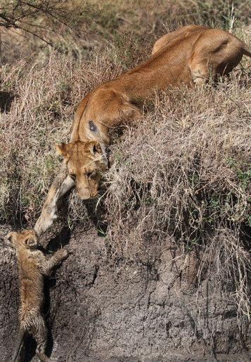 為躲避牛群，母獅帶著兩隻小獅子過河，小獅子無力上岸，母獅接下來所做的事令人動容！