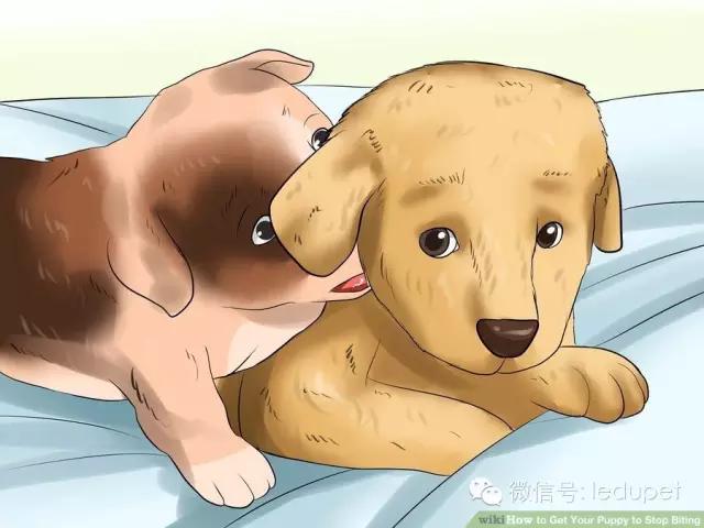 如何制止狗狗的啃咬行為
