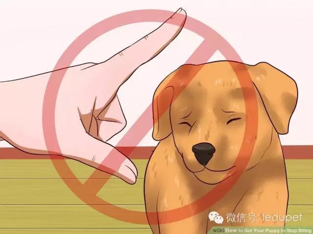 如何制止狗狗的啃咬行為