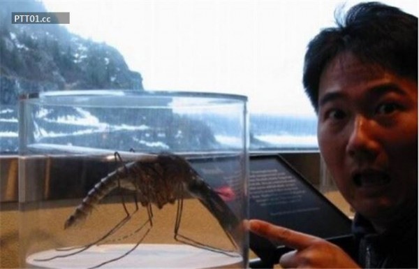 近30年全球被捕獲的20大吃人怪獸！竟然有蚊子比龍蝦還大！震驚！實在太不可思議了