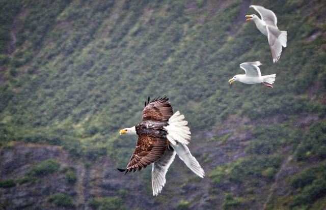 海鷗慘被老鷹叼走，同伴一起解救，猛啄老鷹，此情此景讓人動容！