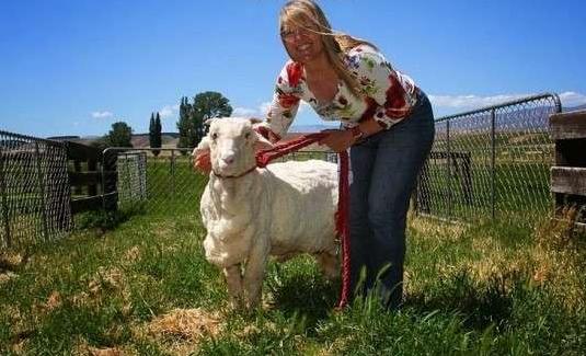 紐西蘭出逃6年的綿羊被找到後，然而並沒有逃過這樣的命運！