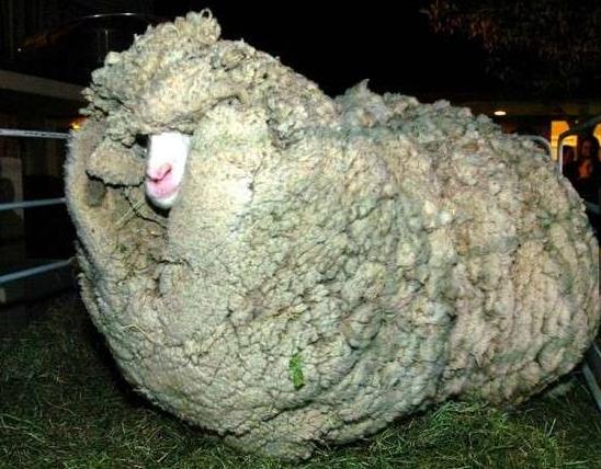 紐西蘭出逃6年的綿羊被找到後，然而並沒有逃過這樣的命運！