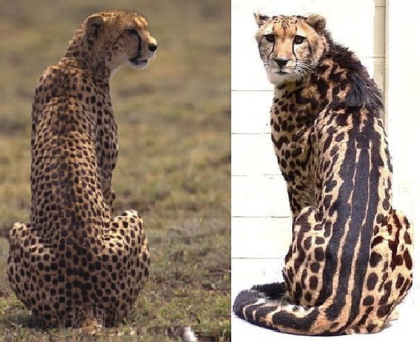 Here's a regular cheetah compared to a king cheetah: The latter are much rarer and have a very pronounced combination of spots and stripes.