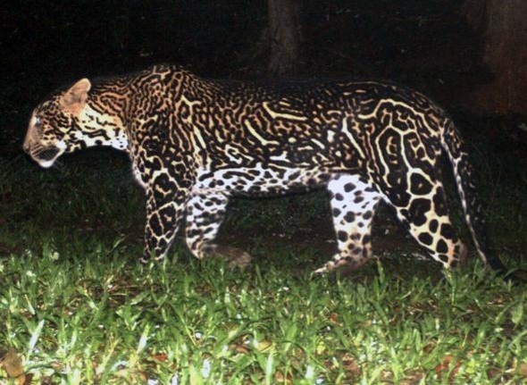 This leopard has a particularly pronounced coat pattern.