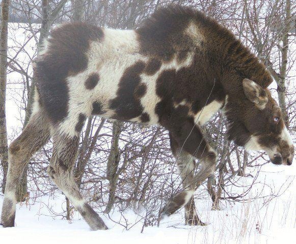 This piebald moose is definitely an unusual thing to come across.
