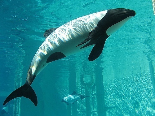 These piebald dolphins are also known as "panda dolphins."