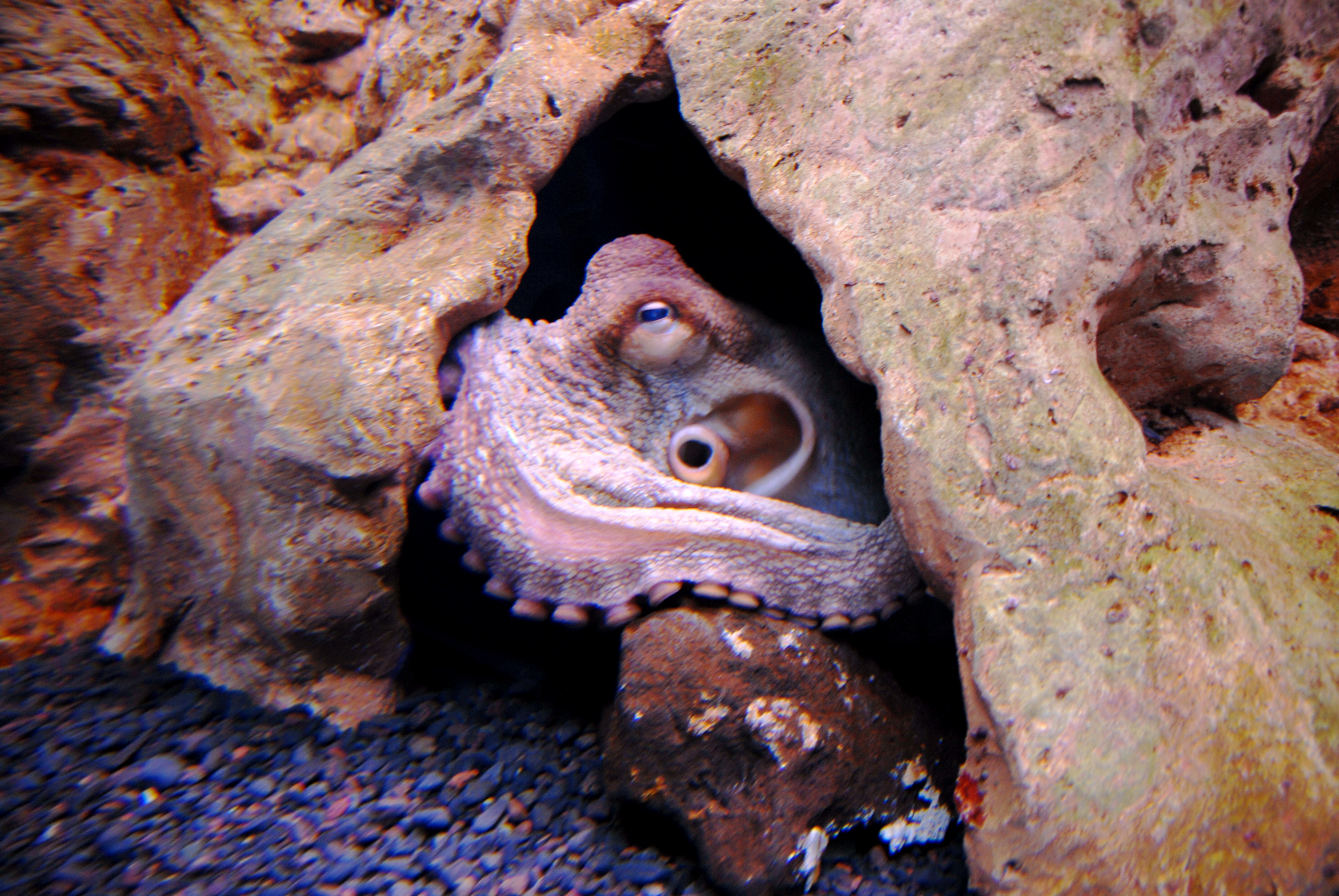 這間水族館的圓鰭魚幾乎每晚都神秘消失，直到有天早晨看到「比人類聰明」犯罪者在魚缸裡不小心睡著了！