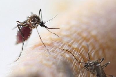 開門，放蚊子——美國科學家與蚊子鬥智斗勇