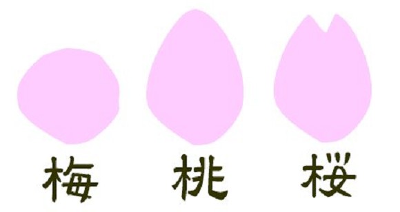「櫻花」、「梅花」、「桃花」永遠分不清楚？日本人教你一個簡易方法來辨別