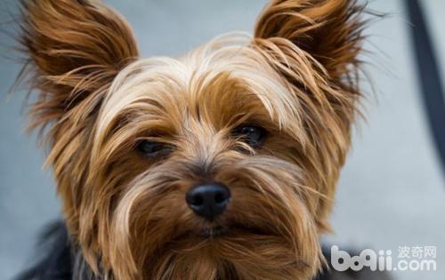 世界上10種最長壽的狗狗，排名第一的竟是它？！