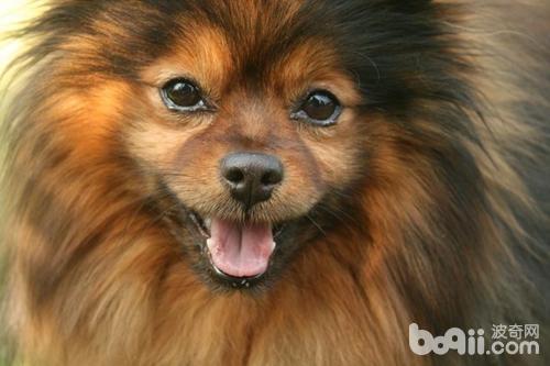 世界上10種最長壽的狗狗，排名第一的竟是它？！