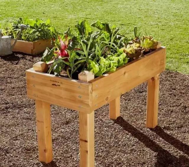 1平米的菜園，讓全家人吃上放心新鮮蔬菜，歡迎分享~