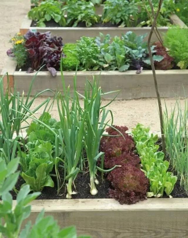 1平米的菜園，讓全家人吃上放心新鮮蔬菜，歡迎分享~