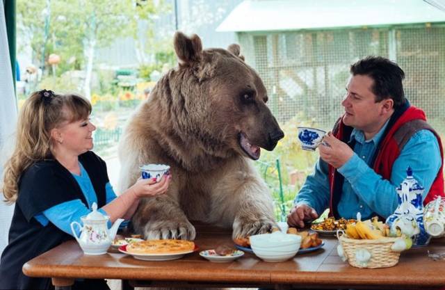 一對夫婦和熊同吃同喝同居23年 這不是童話！看看他們如何生活…………