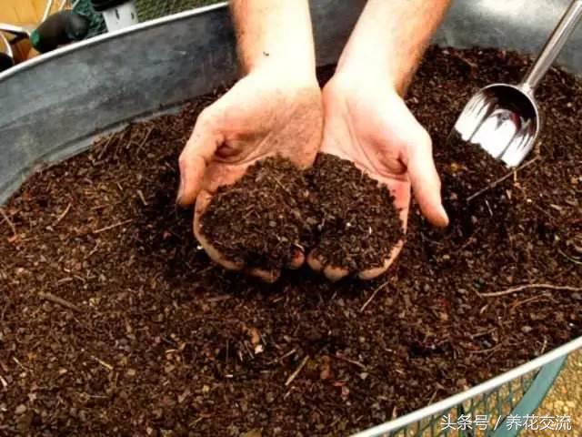 簡單6步教你做出堆肥土，養花不需要買肥料、買營養土