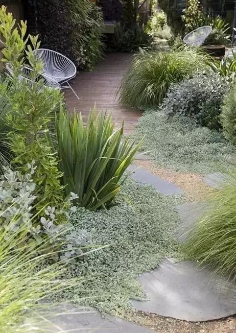 庭院綠植，美麗可愛，魅力無限