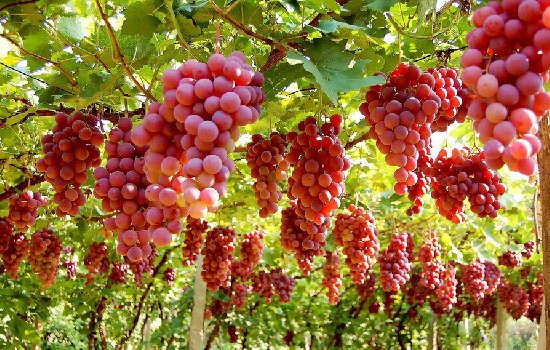 美國公布「最髒水果蔬菜」排行榜，沒想到第一名竟然是「它」！天啊，98%的人幾乎天天吃！
