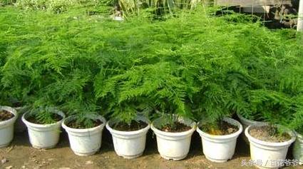 鄰居家的文竹養了10年從來不黃葉，就是用了這個簡單的方法！