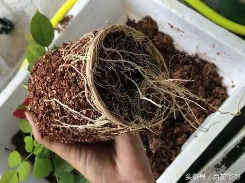 花店買的鮮花月季也能插活? 簡單的扦插方法,3步就能生根發芽!