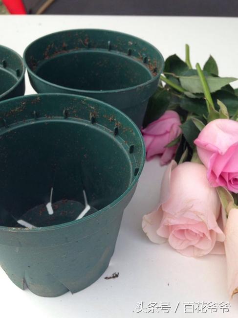 花店買的鮮花月季也能插活？ 簡單的扦插方法，3步就能生根發芽！