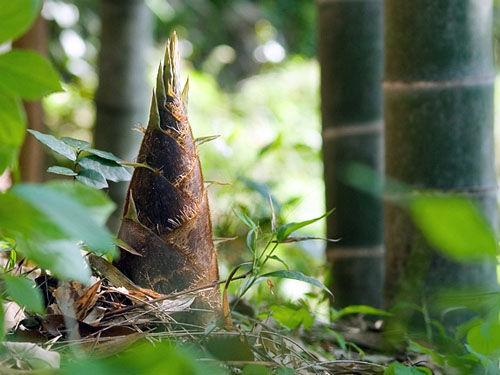 春天的這17種野菜，樣樣都是祛病高手！