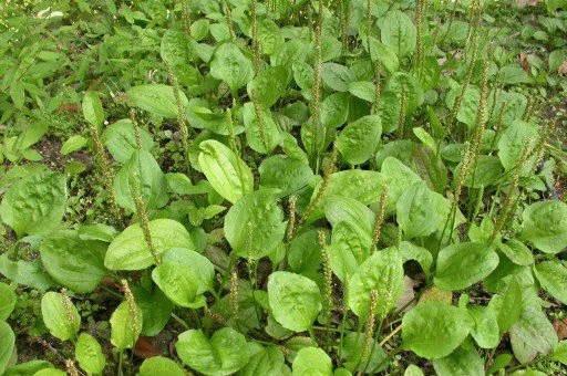 春天的這17種野菜，樣樣都是祛病高手！