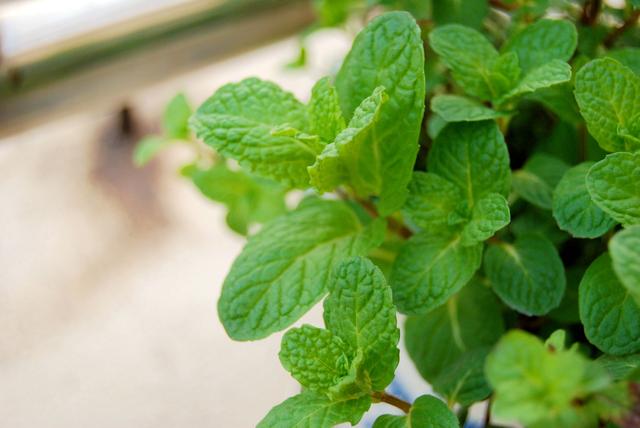 春天的這17種野菜，樣樣都是祛病高手！