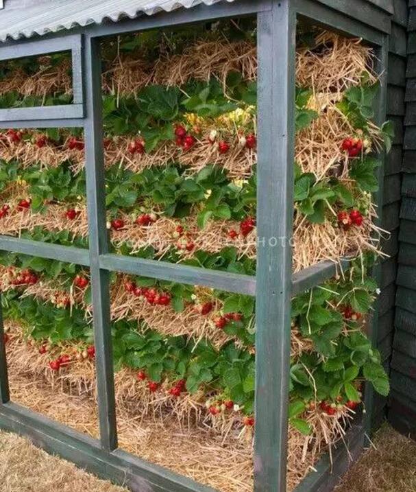 菜園居然比花園還美! 到底是怎麼做到的?