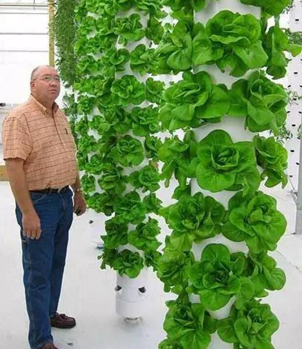 菜園居然比花園還美! 到底是怎麼做到的?