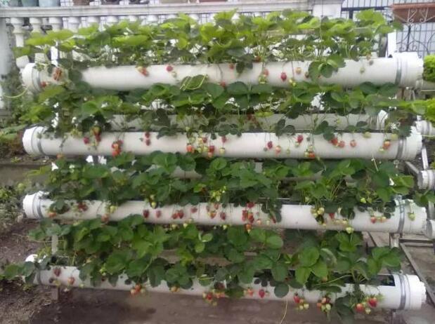 菜園居然比花園還美! 到底是怎麼做到的?